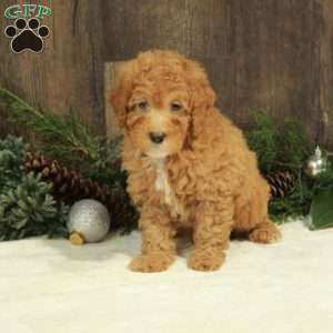Jane, Miniature Poodle Puppy