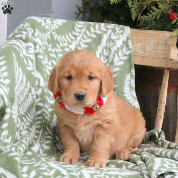 Janet, Golden Retriever Puppy