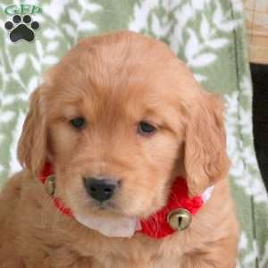 Janet, Golden Retriever Puppy