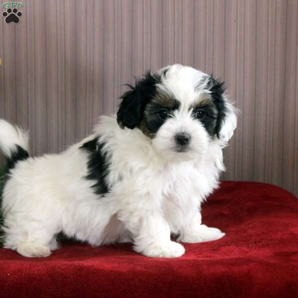 Jared, Shorkie-Poo Puppy