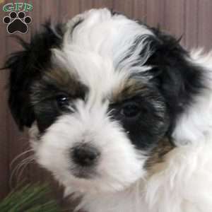 Jared, Shorkie-Poo Puppy