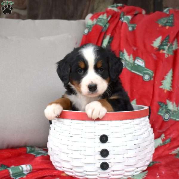 Jasmine, Bernese Mountain Dog Puppy