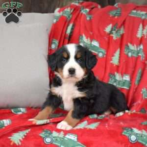 Jasmine, Bernese Mountain Dog Puppy