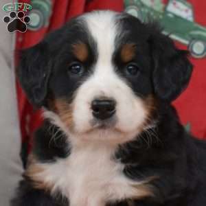 Jasmine, Bernese Mountain Dog Puppy