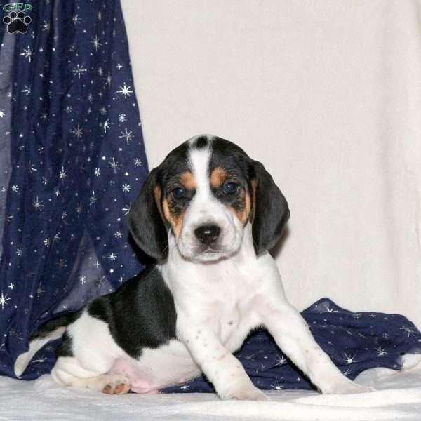 Jason, Beagle Mix Puppy