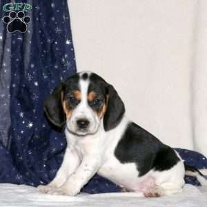 Jason, Beagle Mix Puppy