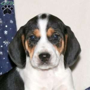 Jason, Beagle Mix Puppy
