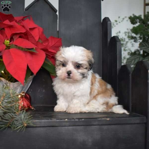 Jasper, Mal-Shi Puppy