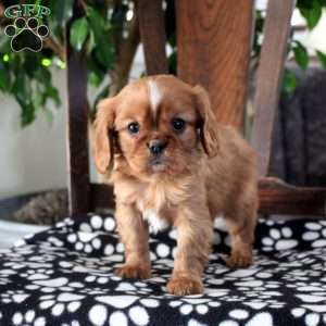 Jasper, Cavalier King Charles Spaniel Puppy