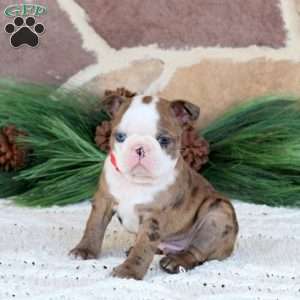 Jasper, Boston Terrier Puppy
