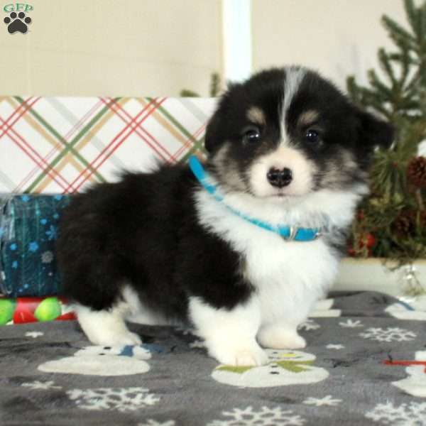 Jasper, Pembroke Welsh Corgi Puppy