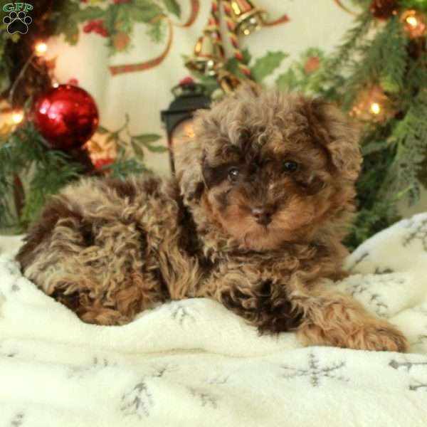 Jasper, Miniature Poodle Puppy