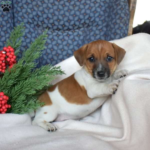 Jasper, Jack Russell Terrier Puppy