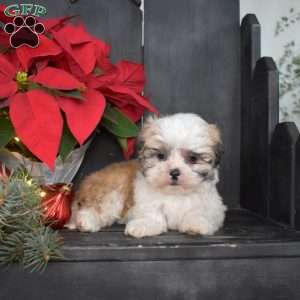 Jasper, Mal-Shi Puppy