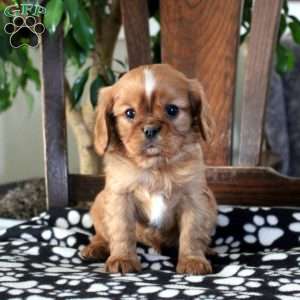 Jasper, Cavalier King Charles Spaniel Puppy