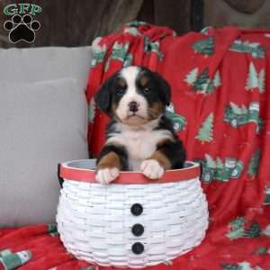 Jasper, Bernese Mountain Dog Puppy