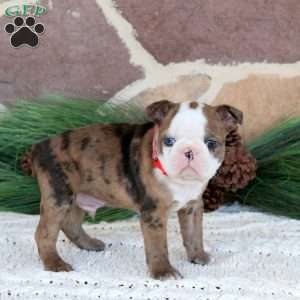 Jasper, Boston Terrier Puppy