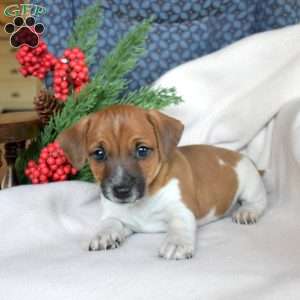 Jasper, Jack Russell Terrier Puppy
