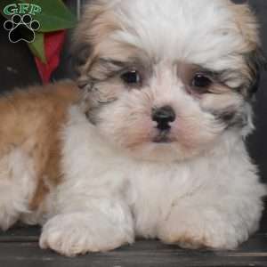 Jasper, Mal-Shi Puppy