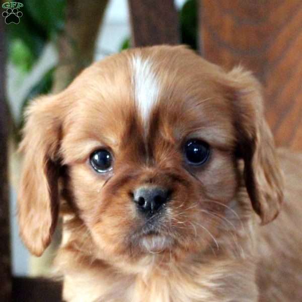 Jasper, Cavalier King Charles Spaniel Puppy