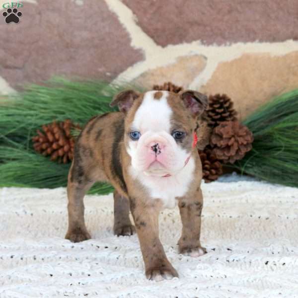 Jasper, Boston Terrier Puppy