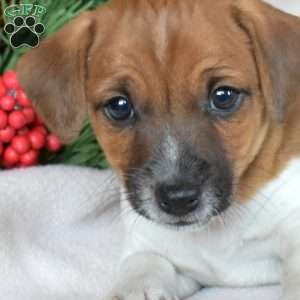 Jasper, Jack Russell Terrier Puppy