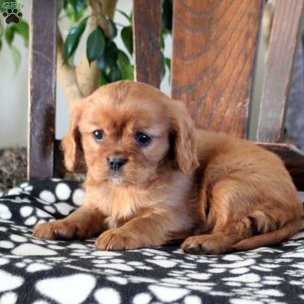 Jax, Cavalier King Charles Spaniel Puppy