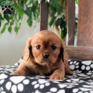 Jax, Cavalier King Charles Spaniel Puppy