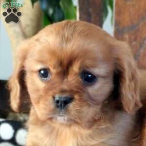 Jax, Cavalier King Charles Spaniel Puppy