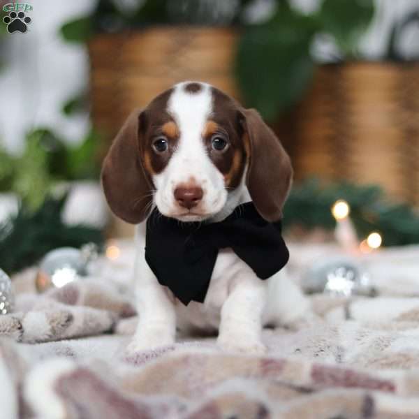 Jaxon, Dachshund Puppy