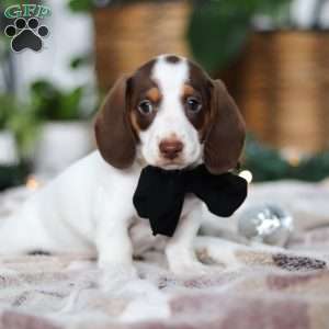 Jaxon, Dachshund Puppy