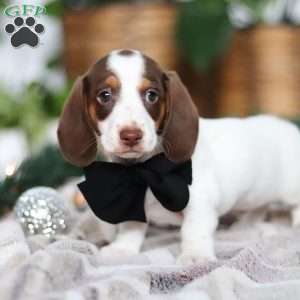 Jaxon, Dachshund Puppy