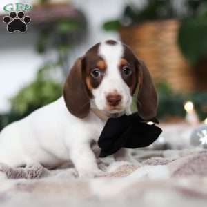 Jaxon, Dachshund Puppy