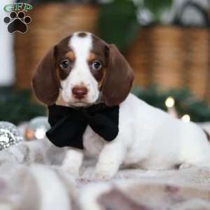 Jaxon, Dachshund Puppy