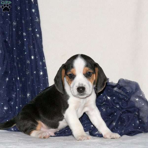 Jay, Beagle Mix Puppy