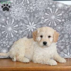 Jay-F1, Mini Goldendoodle Puppy