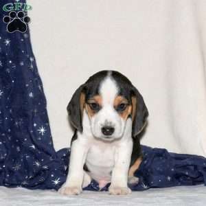 Jay, Beagle Mix Puppy