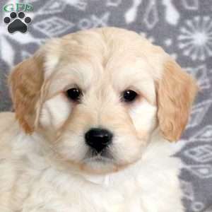 Jay-F1, Mini Goldendoodle Puppy