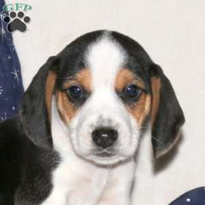 Jay, Beagle Mix Puppy