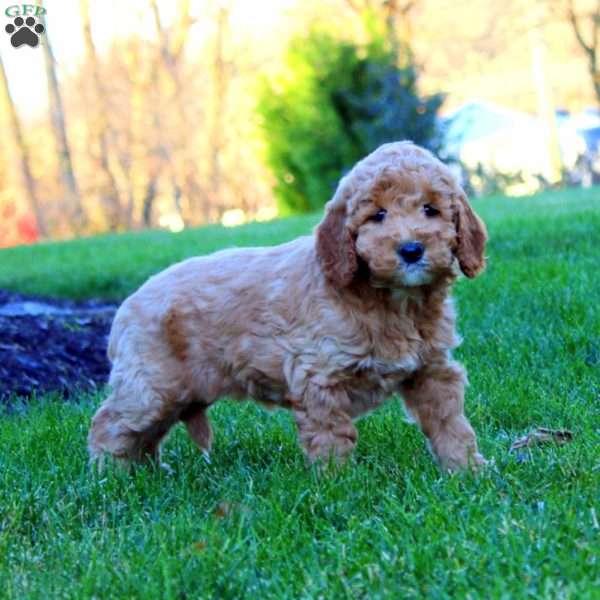 Jayda, Goldendoodle Puppy