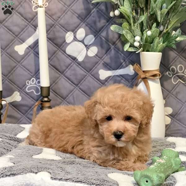 Jazz, Bich-Poo Puppy