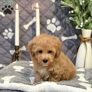 Jazz, Bich-Poo Puppy