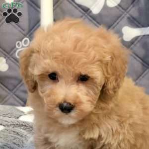 Jazz, Bich-Poo Puppy