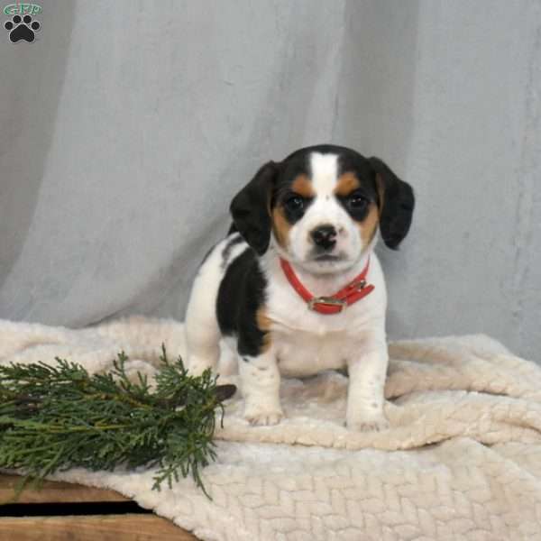 Jeff, Beagle Mix Puppy