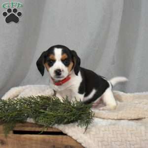 Jeff, Beagle Mix Puppy