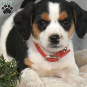 Jeff, Beagle Mix Puppy