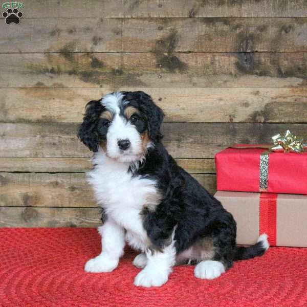Jenna, Bernedoodle Puppy