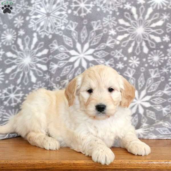 Jenna-F1, Mini Goldendoodle Puppy
