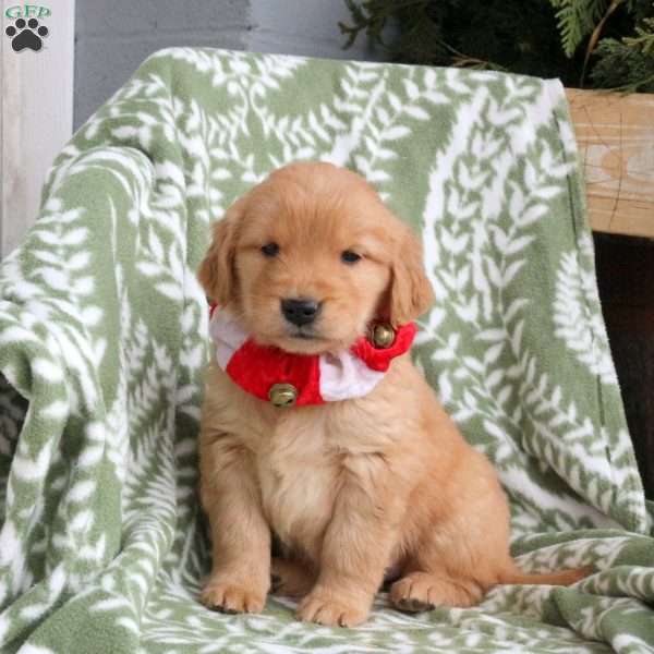 Jenna, Golden Retriever Puppy