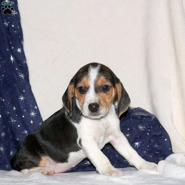 Jenna, Beagle Mix Puppy